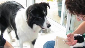 Puppies 029